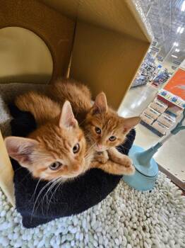 Domestic Short Hair Cats Available for Adoption in Port Barrington, Illinois - Duncan (bonded With Dieter) | PetCurious