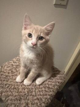 Ruffy -  Domestic Short Hair Cat for Adoption in Candler, North Carolina - Ruffy | PetCurious