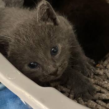 Domestic Medium Hair Cats Available for Adoption in San Pablo, California - Levy | PetCurious