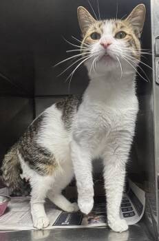 Rescue Domestic Short Hair Cats for Adoption in North Haven, Connecticut - Derek | PetCurious