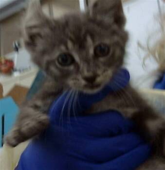 Domestic Medium Hair Cats Available for Adoption in Dallas, Texas - SUKUNA | PetCurious