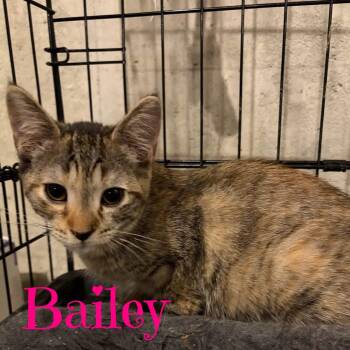 BAILEY -  Domestic Short Hair Cat for Adoption in Schnecksville, Pennsylvania - BAILEY | PetCurious