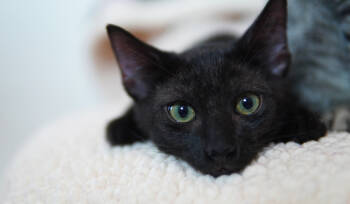 Rescue Domestic Short Hair Cats for Adoption in West Palm Beach, Florida - Mavis | PetCurious