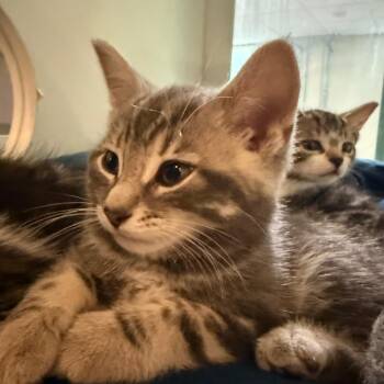 Heartbreaker -  Domestic Short Hair Cat for Adoption in South Burlington, Vermont - Heartbreaker | PetCurious