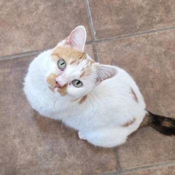 Domestic Short Hair Cats Available for Adoption - Nene | PetCurious