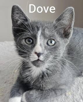 Dove - Rancho Cucamonga PetSmart -  Domestic Short Hair Cat for Adoption in Yorba Linda, California - Dove - Rancho Cucamonga PetSmart | PetCurious
