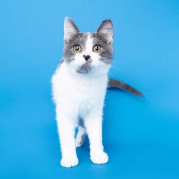 Vol -  Domestic Short Hair Cat for Adoption in Franklin, Tennessee - Vol | PetCurious