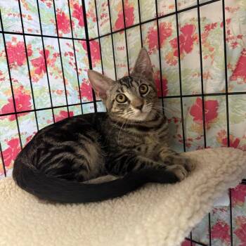 Louie -  Domestic Short Hair Cat for Adoption in Casa Grande, Arizona - Louie | PetCurious