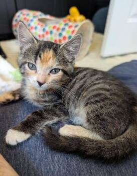 Amanda -  Domestic Short Hair Cat for Adoption in Alexandria, Virginia - Amanda | PetCurious