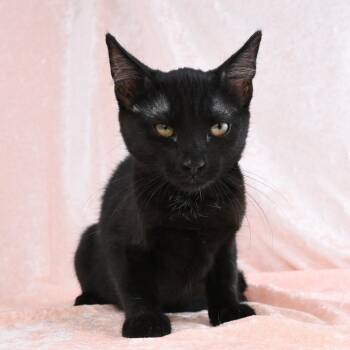 Parker -  Domestic Short Hair Cat for Adoption in Mobile, Alabama - Parker | PetCurious