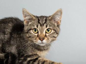 Harmou -  Domestic Short Hair Cat for Adoption in Longmont, Colorado - Harmou | PetCurious
