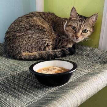 Domestic Short Hair Cats Available for Adoption in Brownsboro, Alabama - Flossie | PetCurious
