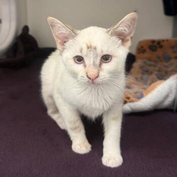 Olivia -  Domestic Short Hair Cat for Adoption in Ojai, California - Olivia | PetCurious