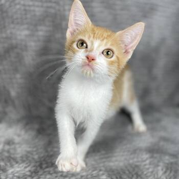 Orange Peel - Andrea foster -  Domestic Short Hair Cat for Adoption in Social Circle, Georgia - Orange Peel - Andrea Foster | PetCurious