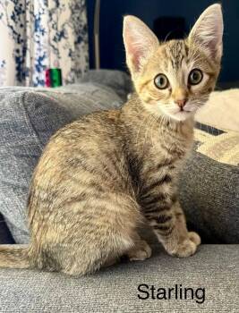 Starling 5.9.26 (med waiver) -  Domestic Short Hair Cat for Adoption in Apopka, Florida - Starling 5.9.26 (med Waiver) | PetCurious