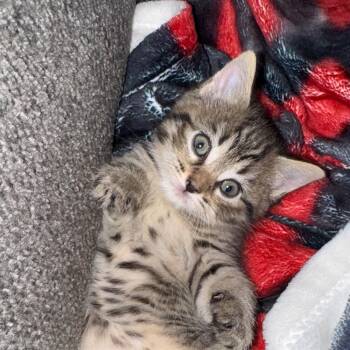 Rescue Domestic Medium Hair Cats for Adoption in Richmond, Virginia - Breadsticks | PetCurious