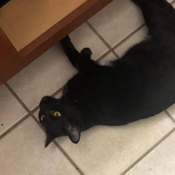 Ninja -  Domestic Short Hair Cat for Adoption in Columbia, Missouri - Ninja | PetCurious