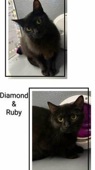 Diamond & Ruby -  Domestic Short Hair Cat for Adoption in Caistor Centre, Ontario - Diamond & Ruby | PetCurious