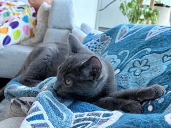 Benedict-Must be adopted with Waffles -  Domestic Short Hair Cat for Adoption in Toronto, Ontario - Benedict-Must Be Adopted With Waffles | PetCurious