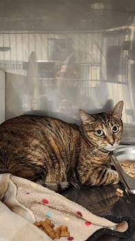 JUNPIER -  Domestic Short Hair Cat for Adoption in Albuquerque, New Mexico - JUNPIER | PetCurious