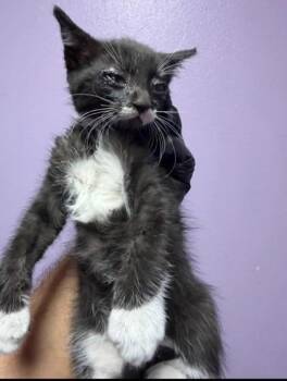 Domestic Short Hair Cats Available for Adoption in El Paso, Texas - 60870792 | PetCurious