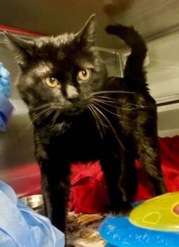Corona -  Domestic Short Hair Cat for Adoption in Fort Worth, Texas - Corona | PetCurious
