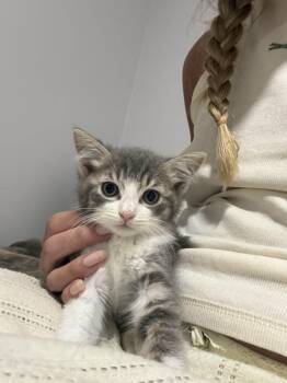 Murray -  Domestic Short Hair Cat for Adoption in Brockport, New York - Murray | PetCurious