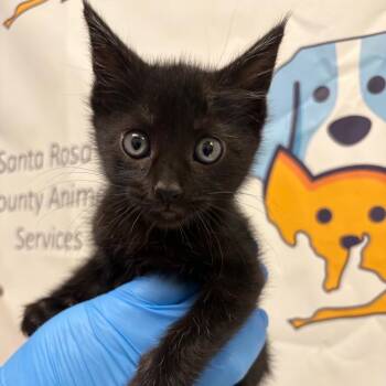Domestic Short Hair Cats Available for Adoption in Milton, Florida - Sia | PetCurious