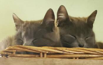 BJ and ZZ -  Domestic Medium Hair Cat Available for Adoption in Salem, New Hampshire - BJ And ZZ | PetCurious