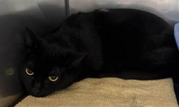 Domestic Short Hair Cats Available for Adoption - SHADOW | PetCurious