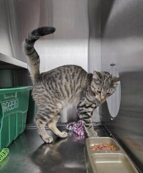 Domestic Short Hair Cats Available for Adoption in Winnipeg, Manitoba - Robin | PetCurious