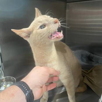 Rescue Oriental Short Hair Cats for Adoption in Carlyle, Illinois - Felicia | PetCurious