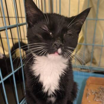 June -  Domestic Short Hair Cat for Adoption in Bel Air, Maryland - June | PetCurious