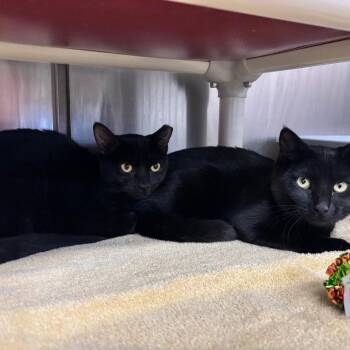 Domestic Short Hair Cats Available for Adoption - Carmella | PetCurious