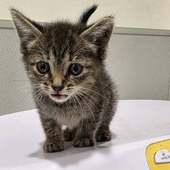 Rescue Domestic Short Hair Cats for Adoption in Tampa, Florida - Kat | PetCurious