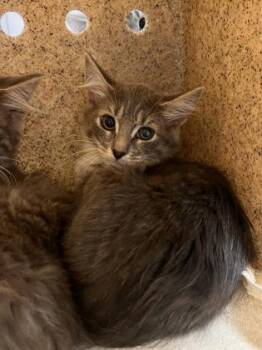 Bruce -  Domestic Short Hair Cat for Adoption in Fairfax, Virginia - Bruce | PetCurious