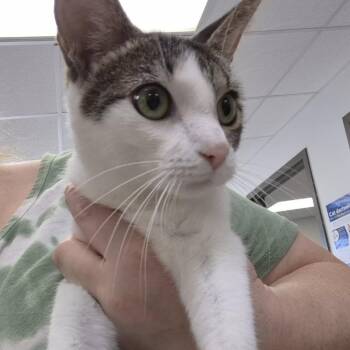 Lucy -  Domestic Short Hair Cat for Adoption in Hattiesburg, Mississippi - Lucy | PetCurious