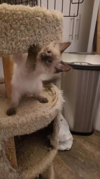 GOOBER -  Ragamuffin and Siamese Cat for Adoption in Escalon, California - GOOBER | PetCurious