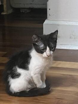 American Shorthair Cats Available for Adoption - Danny | PetCurious