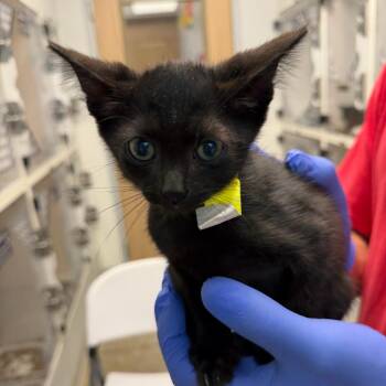Moose (13) -  Domestic Short Hair Cat for Adoption in Marshall, Texas - Moose (13) | PetCurious