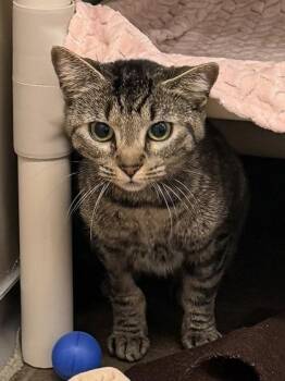 Minnow -  Domestic Short Hair Cat for Adoption in Bellevue, Washington - Minnow | PetCurious