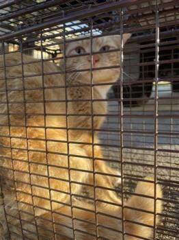 Domestic Short Hair Cats Available for Adoption - A649928 | PetCurious