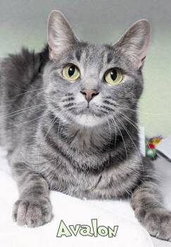 Avalon -  Domestic Short Hair Cat for Adoption in Mason, Michigan - Avalon | PetCurious