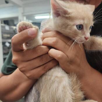 Butter -  Domestic Medium Hair Cat for Adoption in Evensville, Tennessee - Butter | PetCurious