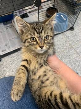 Rescue Domestic Short Hair Cats for Adoption in Angola, Indiana - Chestnut | PetCurious