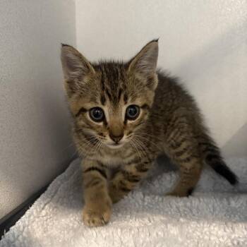 Gridlock -  Domestic Short Hair Cat for Adoption in Louisville, Kentucky - Gridlock | PetCurious