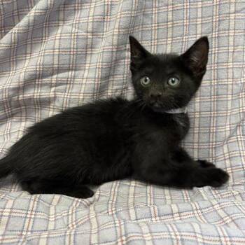 Redwood -  Domestic Short Hair Cat for Adoption in Long Beach, California - Redwood | PetCurious