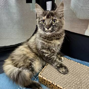 Maine Coon and Tortoiseshell Cats Available for Adoption - Hermione | PetCurious