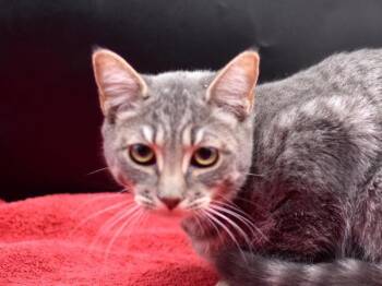Domestic Short Hair Cats Available for Adoption - Donna | PetCurious