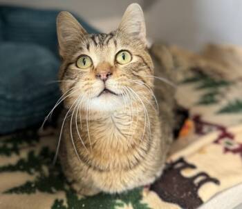 Rescue Domestic Short Hair Cats for Adoption in Sheboygan, Wisconsin - Love | PetCurious